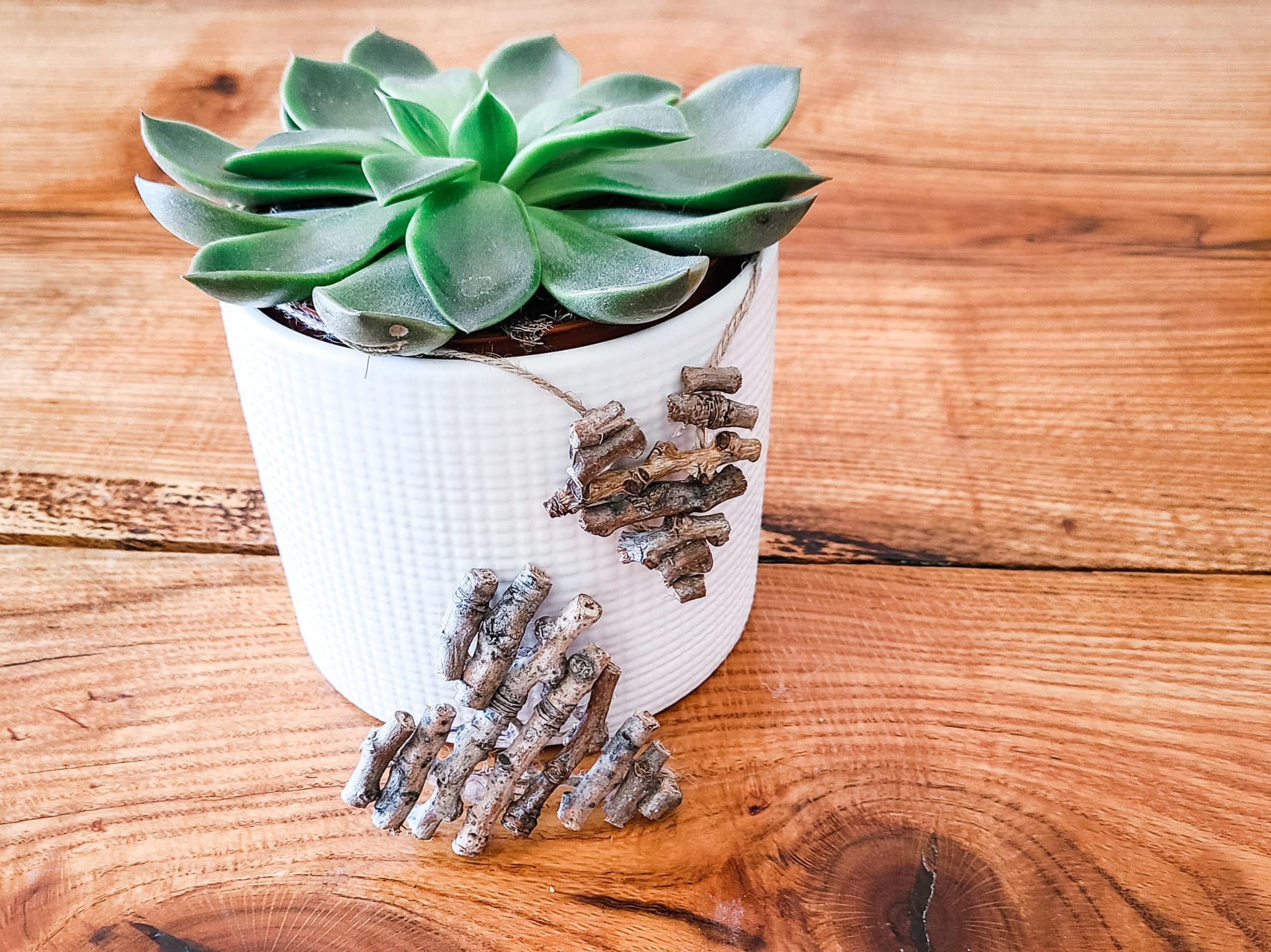 Eco-friendly Gift Idea for Mother's Day - Potted Plant or Plant Subscription