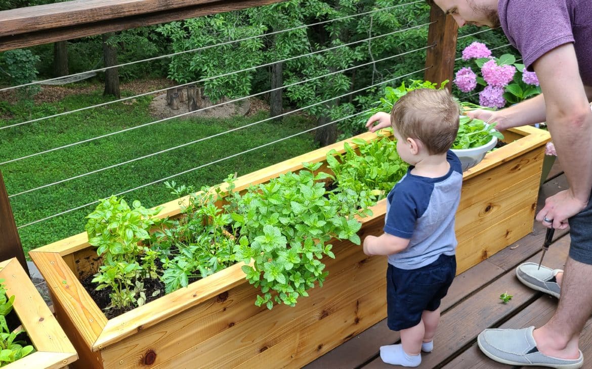 Ways to Live Sustainably with Kids - Plant Your own food
