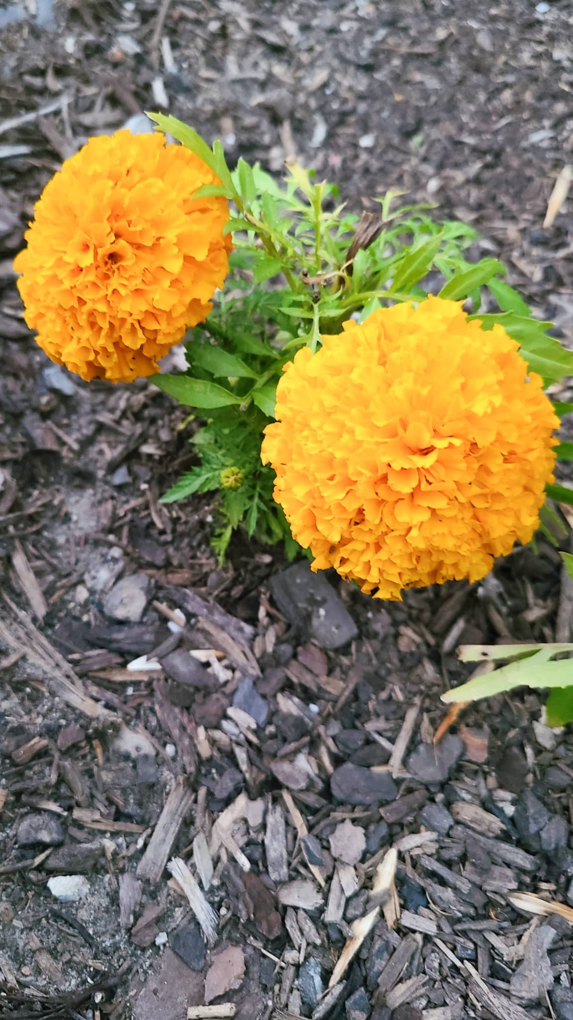 Beginner garden tips showing marigolds