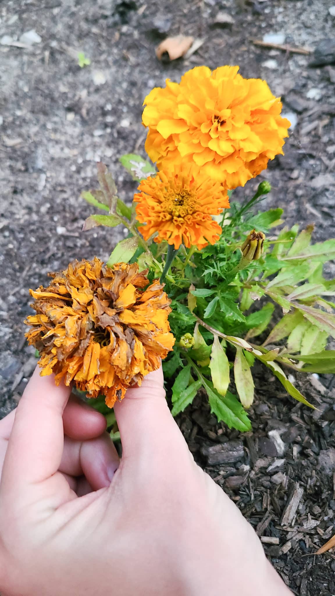 Beginner garden tips showing marigolds