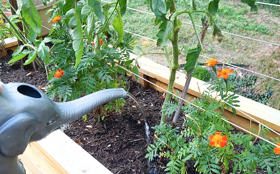 Watering the garden using water from a rainwater collecting system